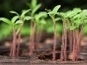 Sowing Seeds