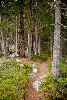 Watch the path of your feet.
